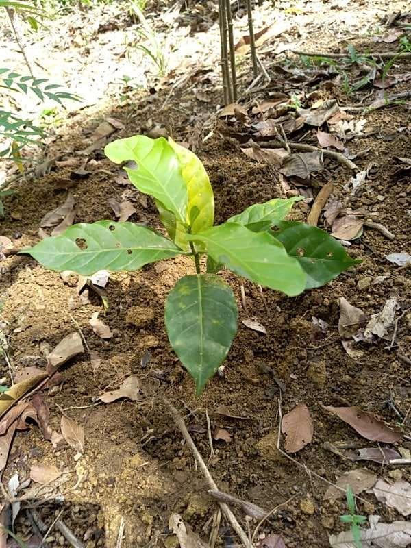 tree image