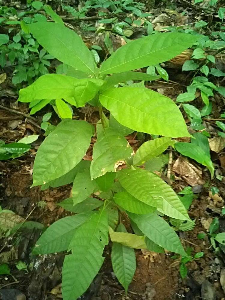 tree image