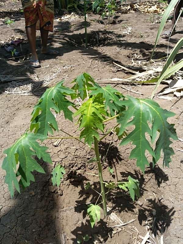 tree image