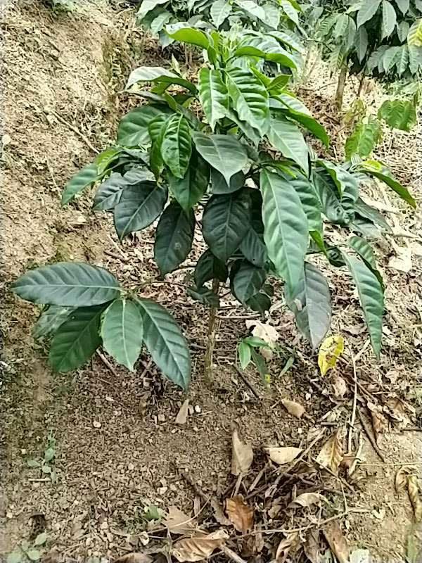 tree image