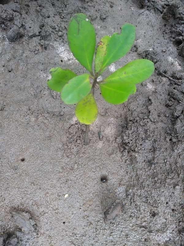tree image