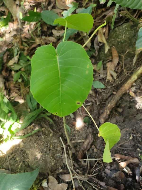tree image