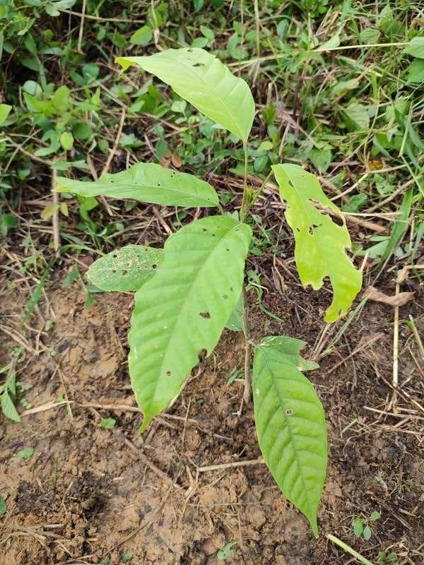 tree image