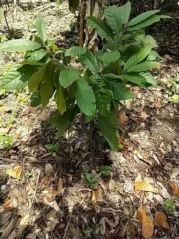 tree image