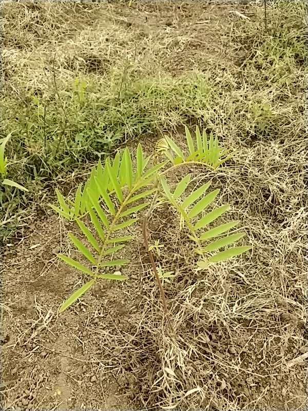 tree image