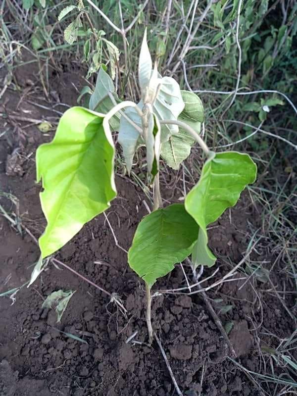 tree image