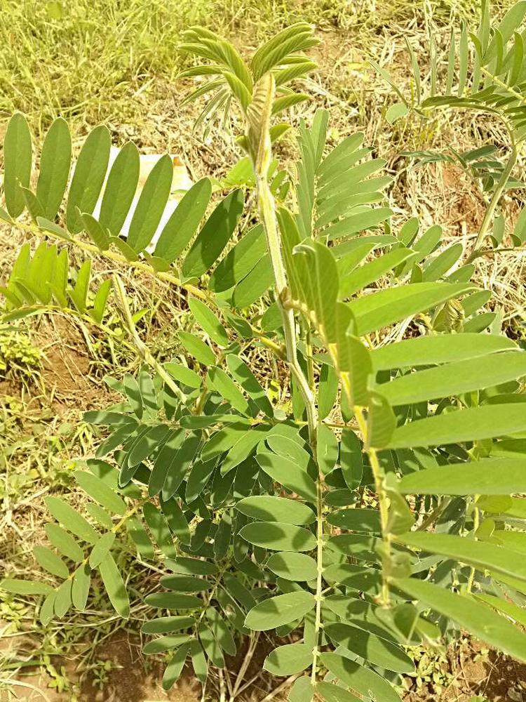 tree image