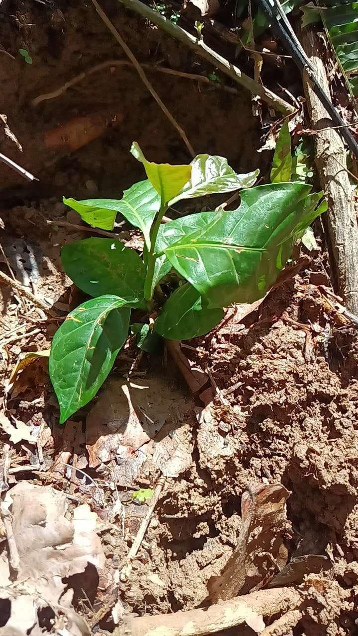 tree image
