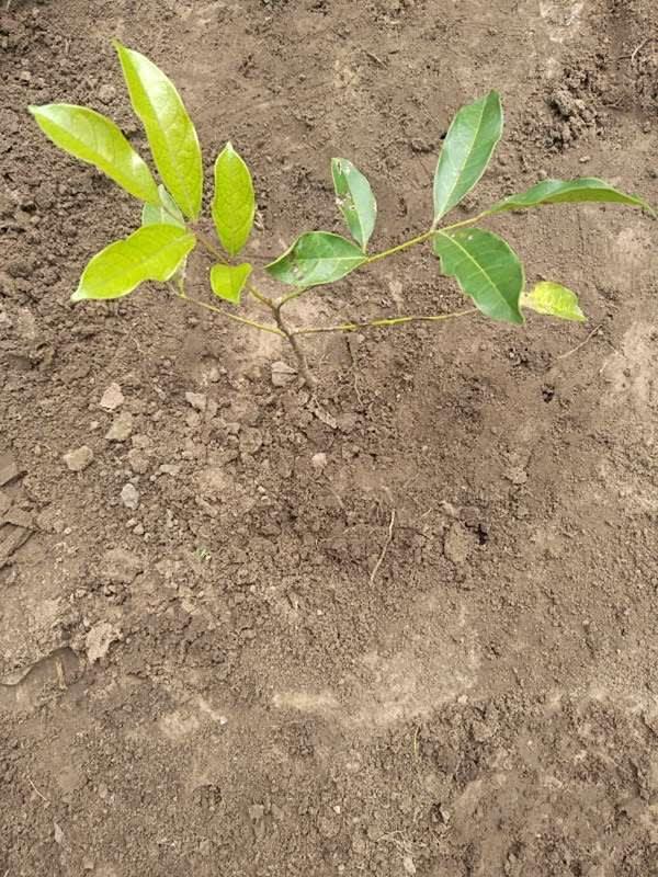tree image