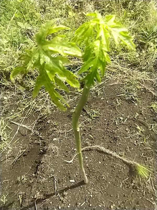 tree image