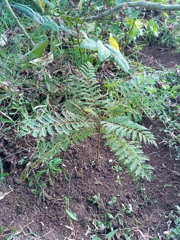 tree image