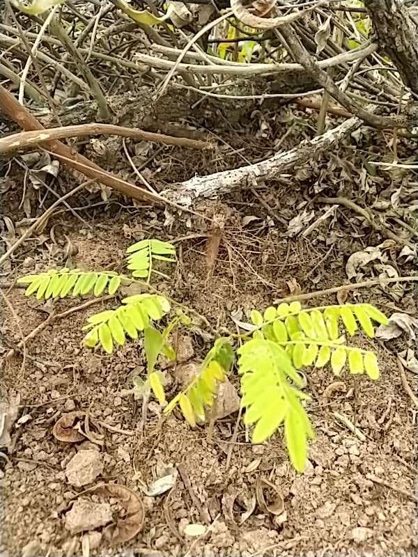 tree image