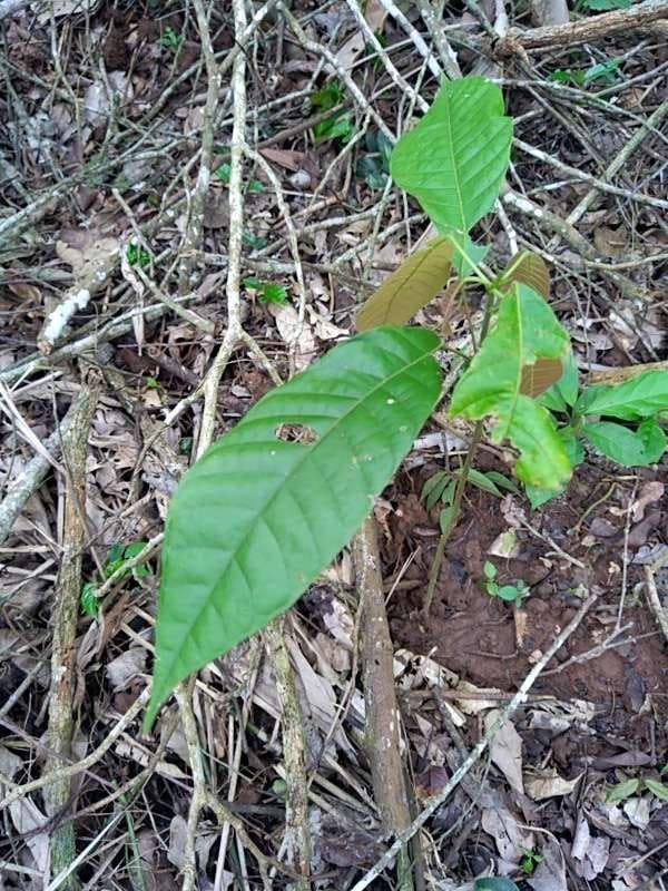 tree image