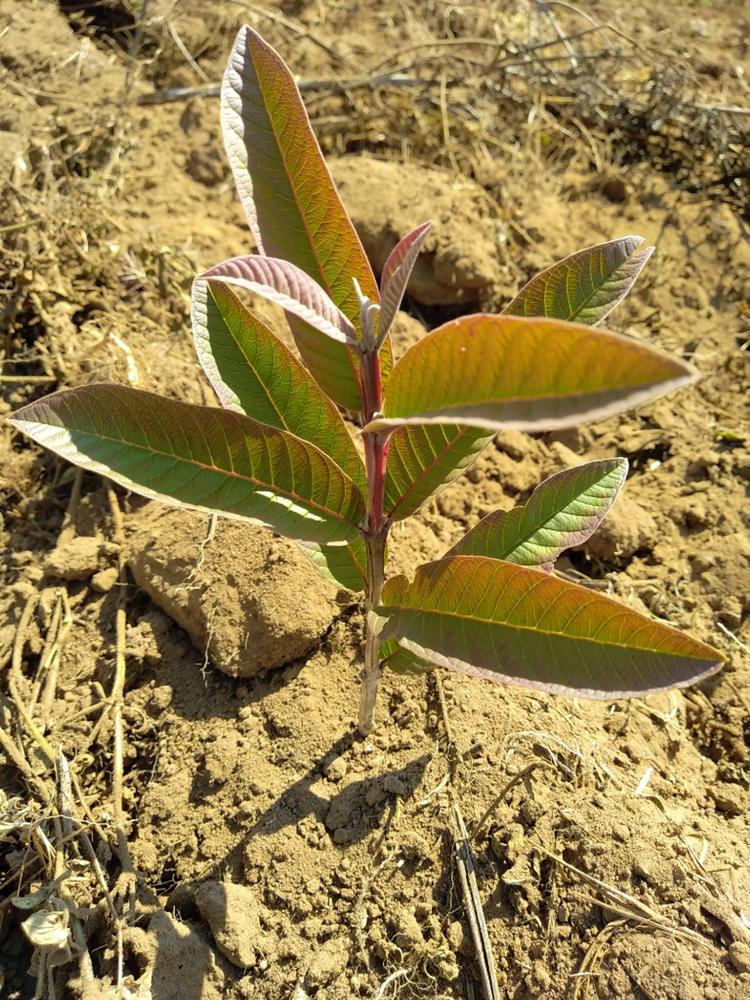 tree image
