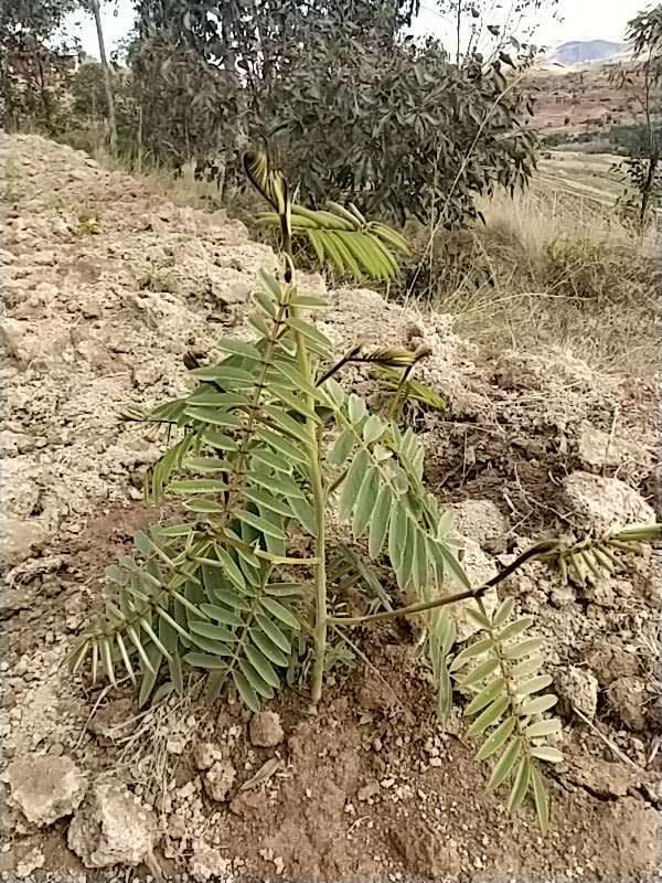 tree image