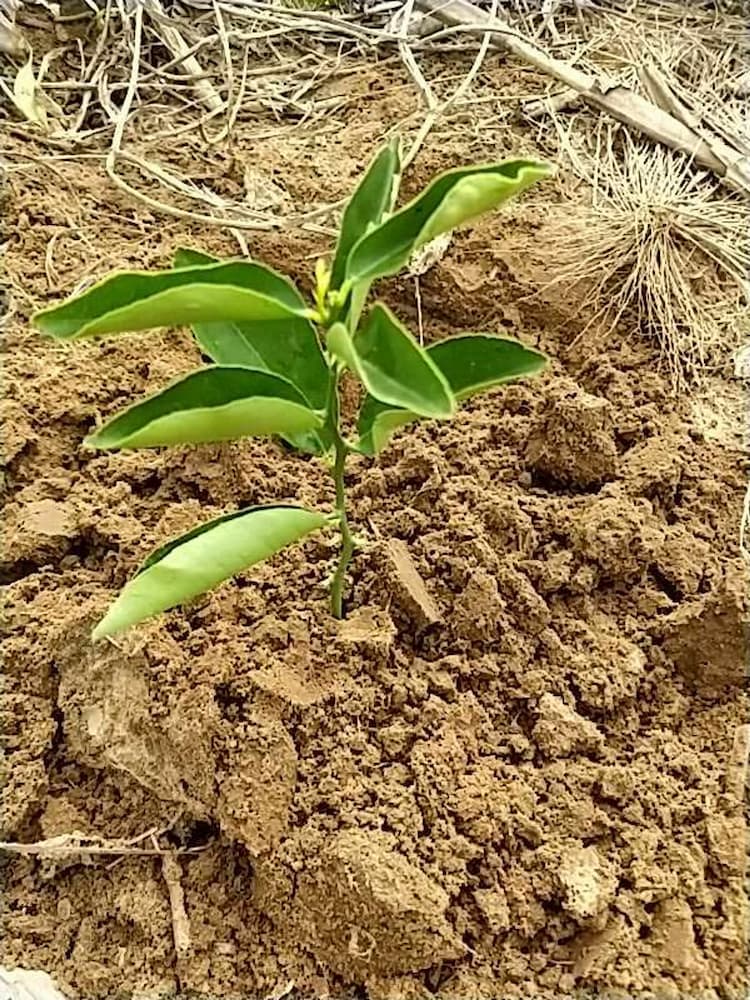 tree image