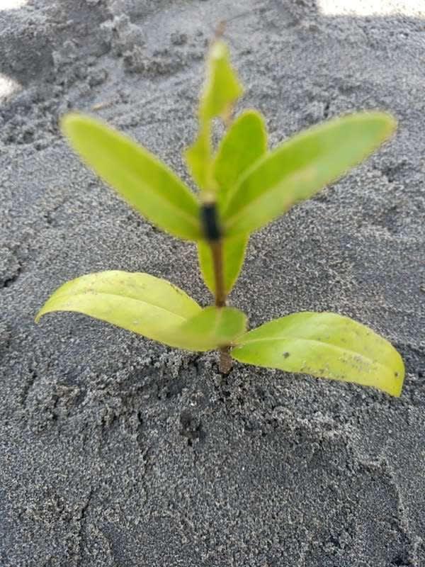 tree image