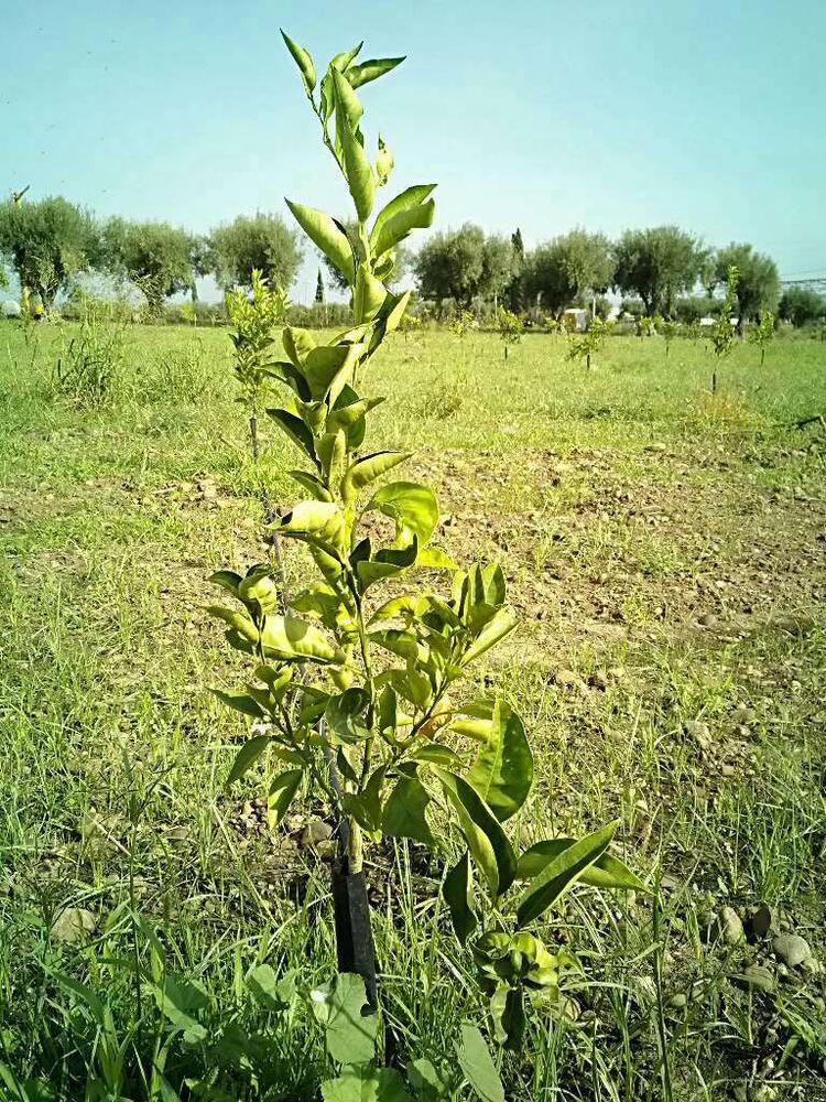 tree image