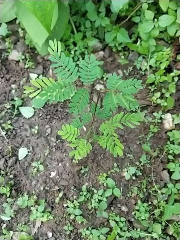 tree image