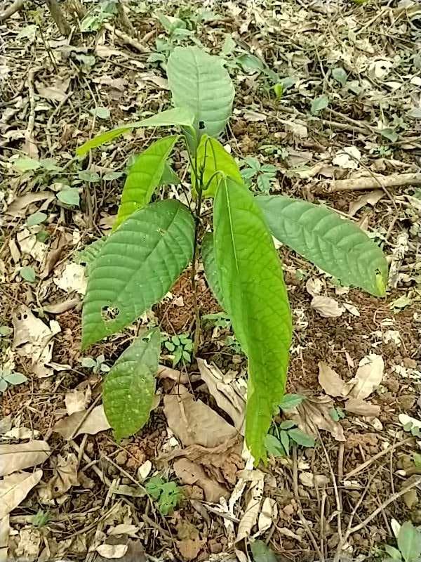 tree image