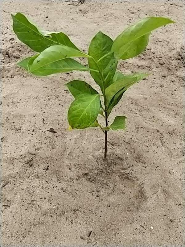 tree image