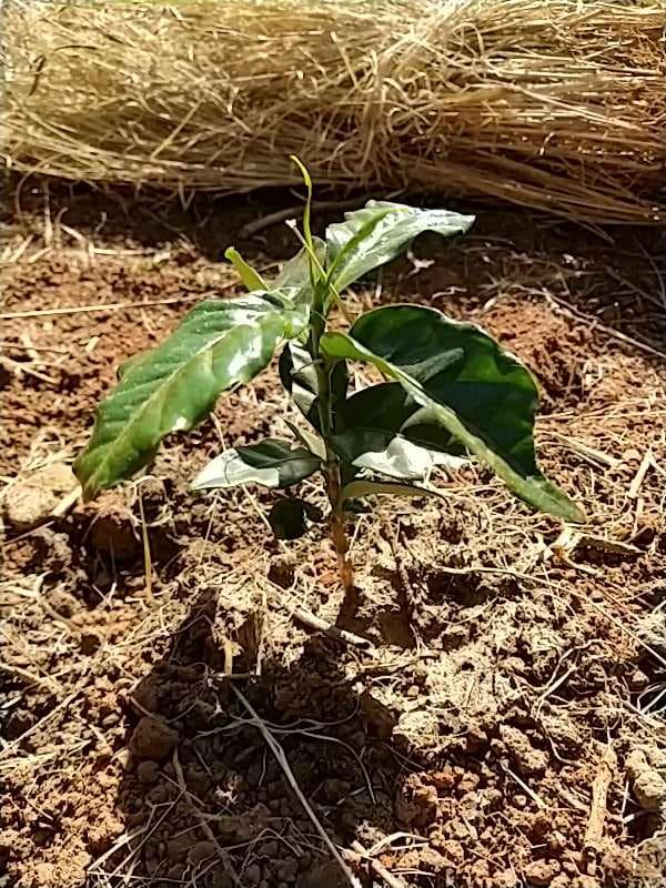 tree image