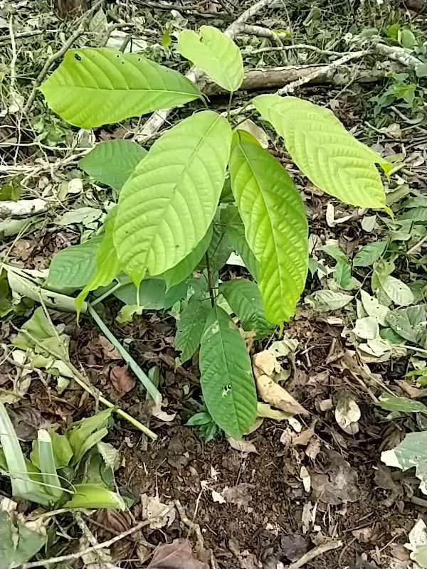 tree image