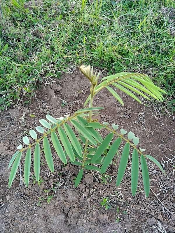 tree image