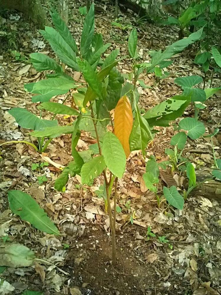 tree image