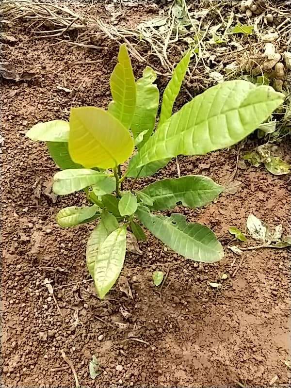 tree image