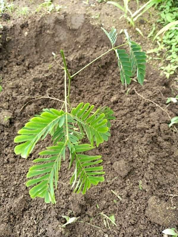 tree image