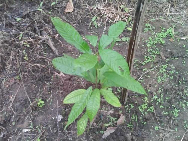 tree image