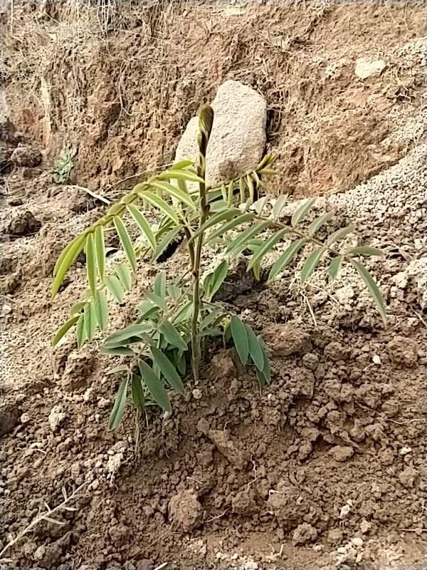 tree image