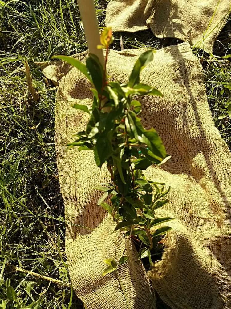 tree image