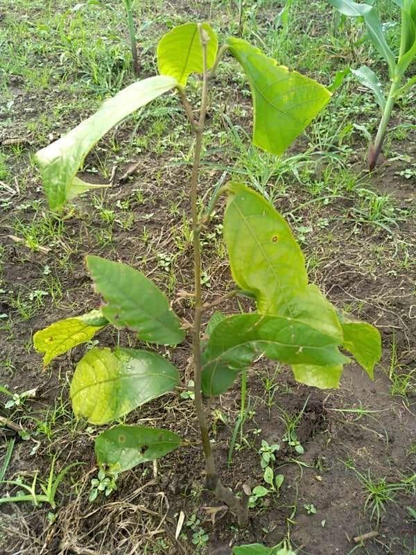 tree image