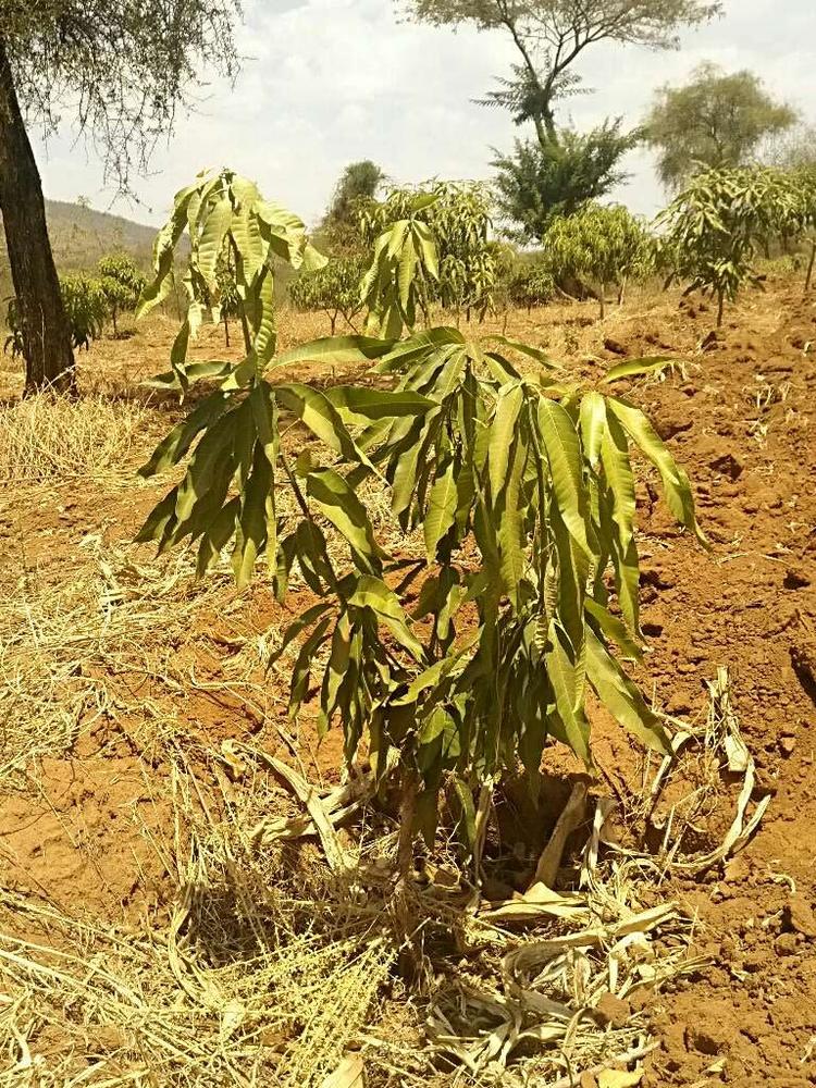 tree image