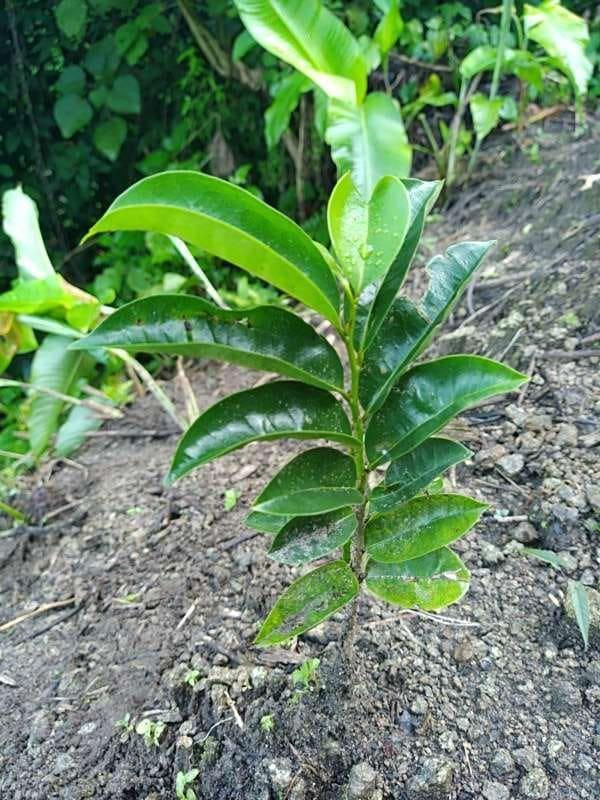 tree image
