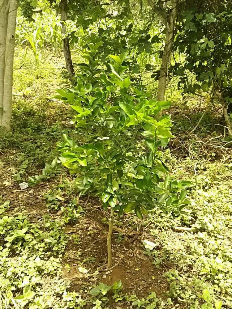 tree image