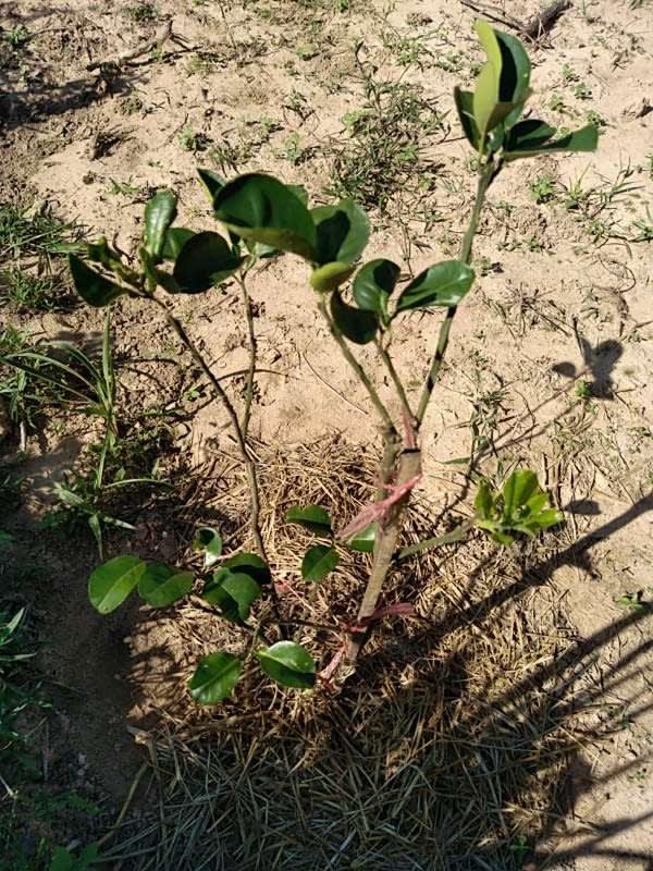 tree image