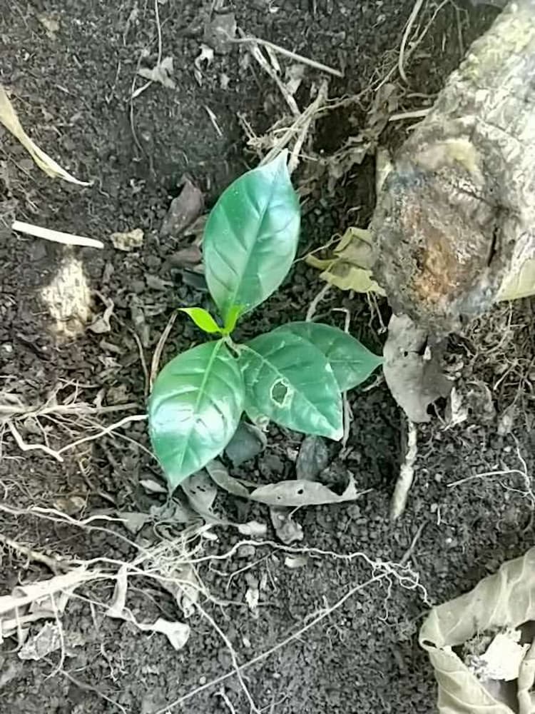 tree image