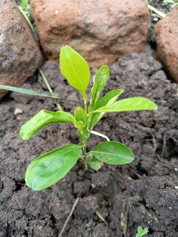tree image