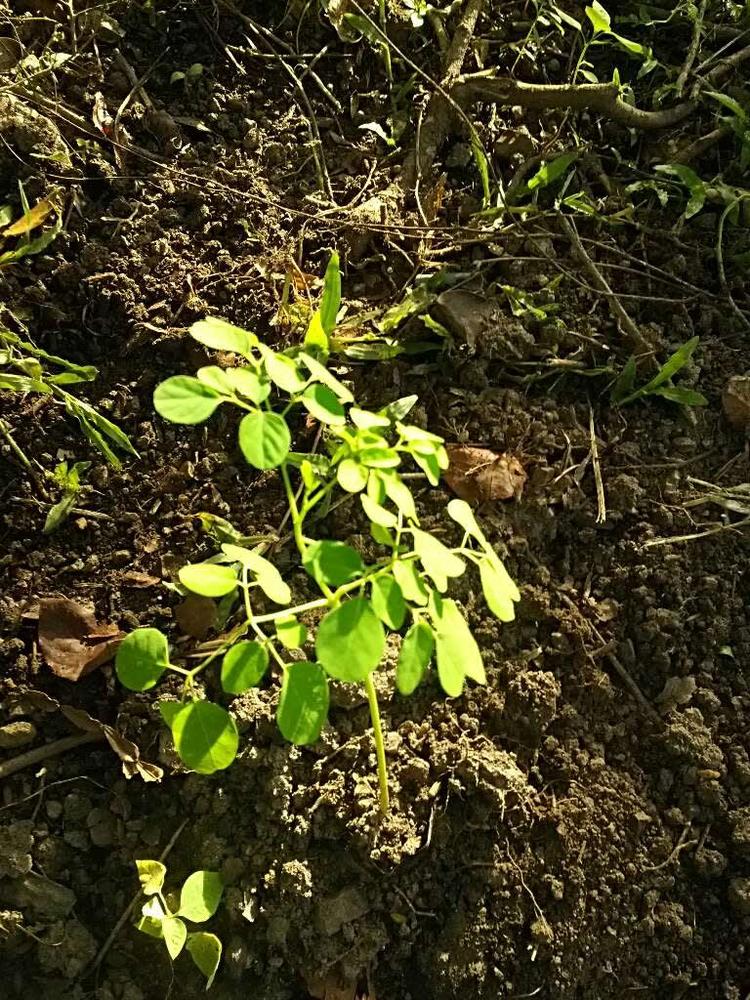 tree image