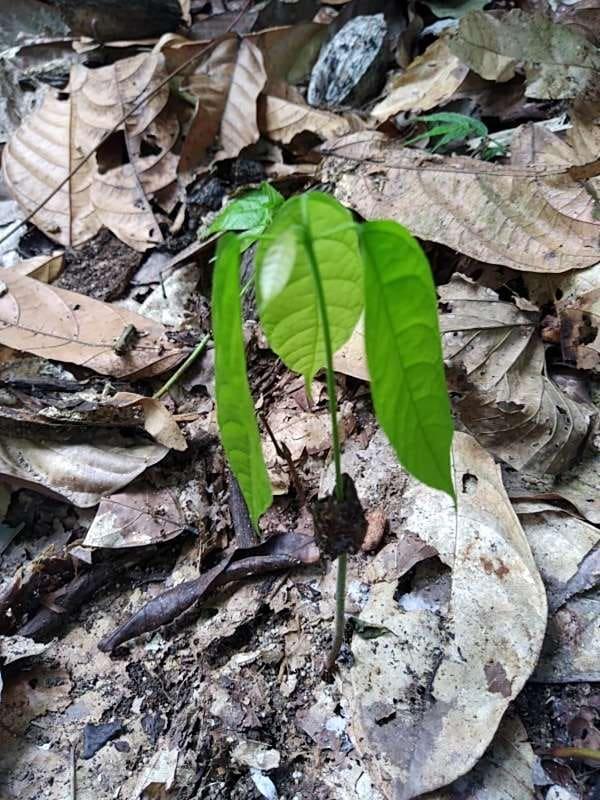 tree image