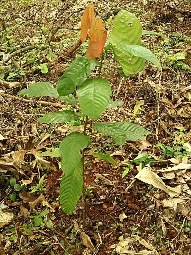 tree image
