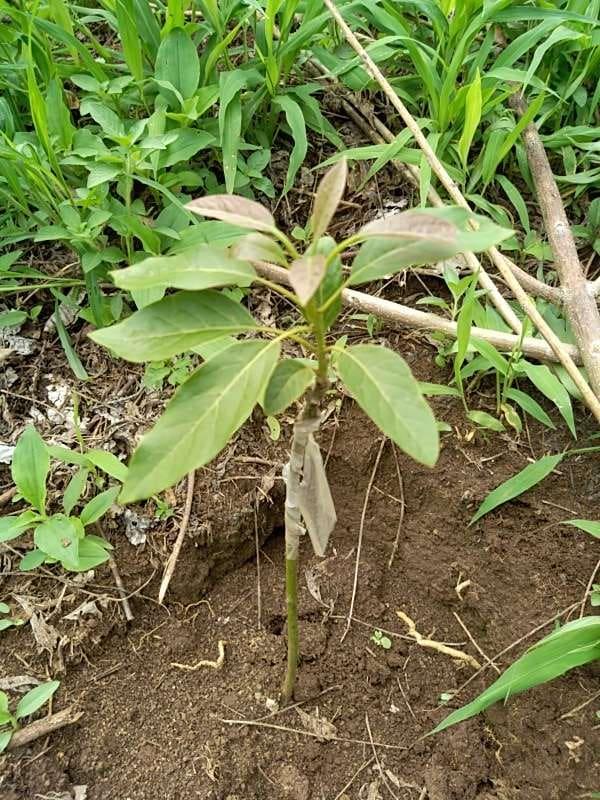 tree image