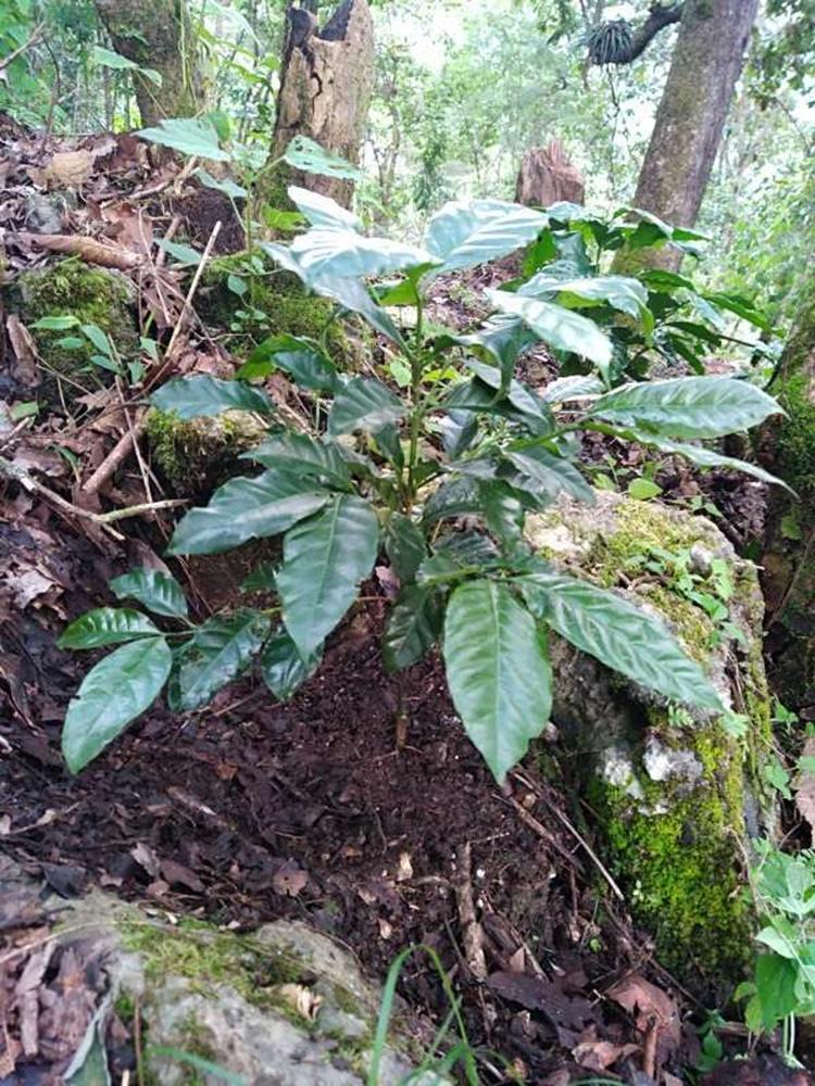 tree image