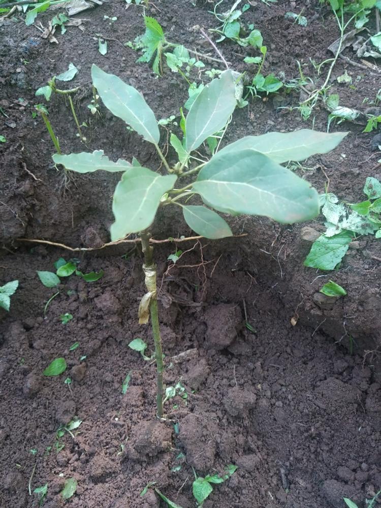 tree image
