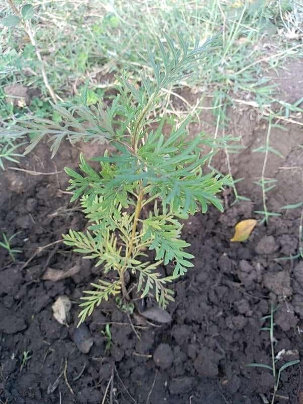 tree image