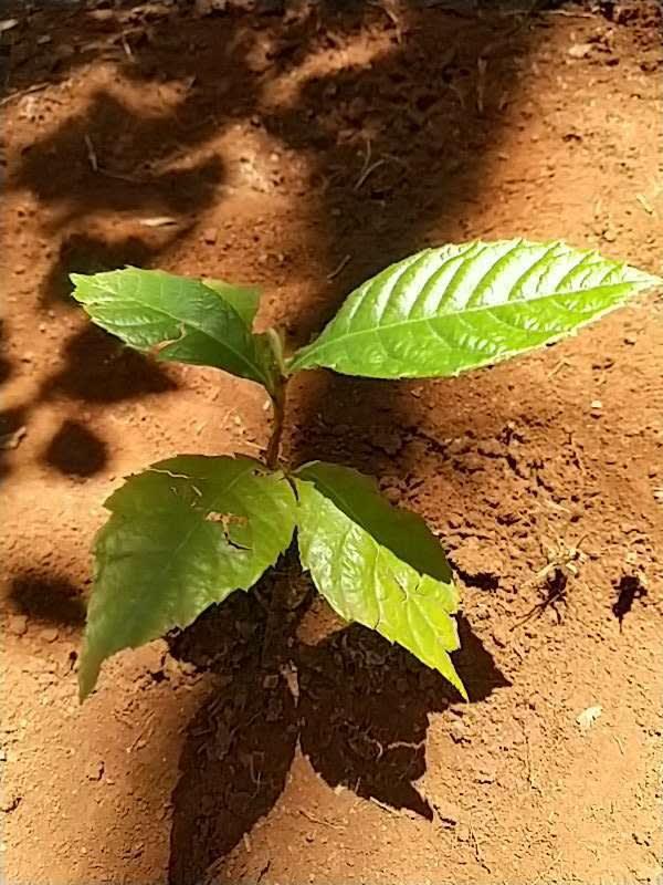 tree image