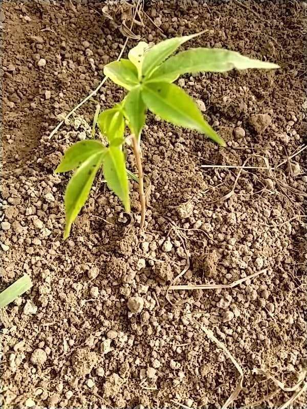 tree image
